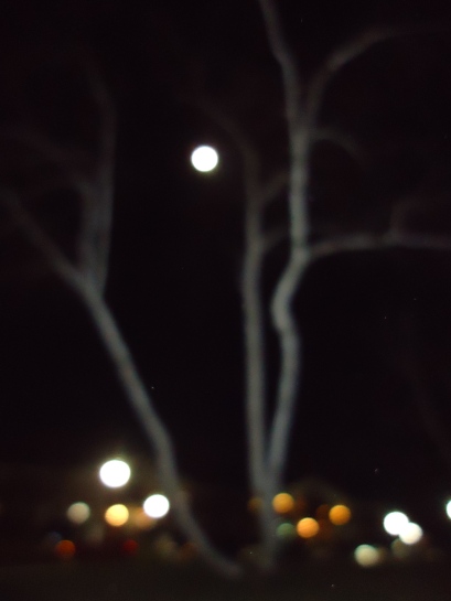 Birch trees and the moon