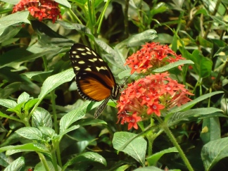 Butterfly farm in Florida